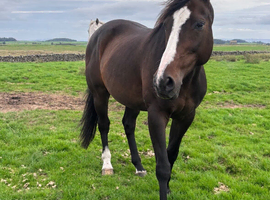 Thoroughbred mare