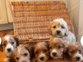 Gold cockapoo puppies