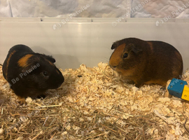 2 males guinea pigs for sale