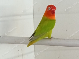 Dilute Opaline Fischer's lovebirds