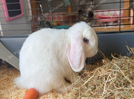 Pure white mini lop blue eyed female