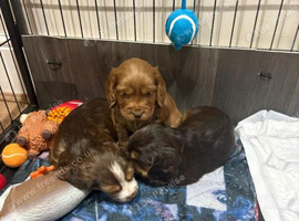Adorable Cocker Spaniels ready to be reserved for their loving homes soon