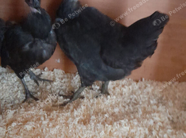 Necked neck bantam chickens