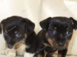 Jack russell pups