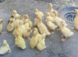 Ducklings