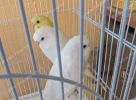 Baby budgies for sale
