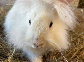 Pretty Lionhead white male rabbit