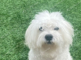 Maltese Dog Available for Stud