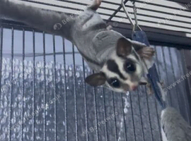 Male and female gliders with 11 week old joey