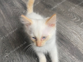 White kitten