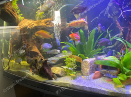 Beautiful newish fish tank