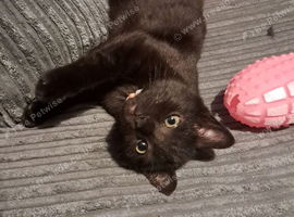 A male kitten