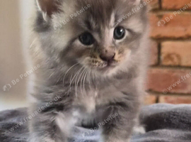 Maine coon pedigree kittens