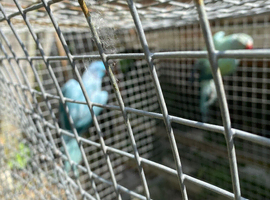 Indian ringnecks