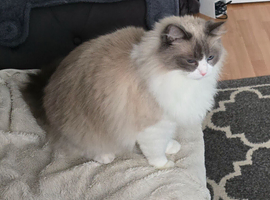 Cat for sell
