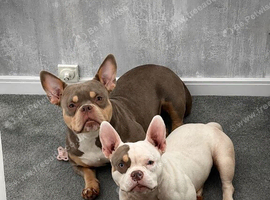 Beautiful lilac tri puppy