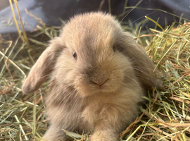 2 buck mini lop rabbits