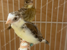 Wanted gen canary&rsquo;s any breed