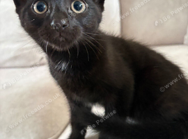 1 10 week old male kitten