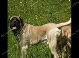 English mastiff