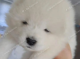 Beautiful Samoyed Puppies &ndash; 5 Boys & 3 Girls Available