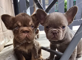 KC Fluffy French Bulldog Puppies