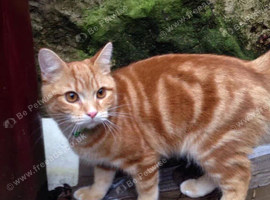 Cat needs rehomeing