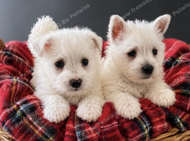 Adorable west highland terrier puppies
