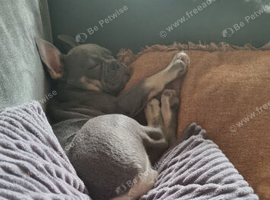 Rehomeing to pet and child free home ONLY