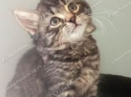 Beautiful kittens looking for their forever loving homes