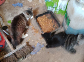 2 very friendly kittens, 1 tabby,1 black