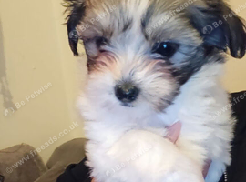 Maltese