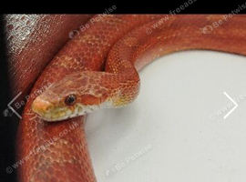FREE snakes