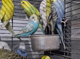 Young budgies