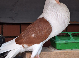Pouter for sale