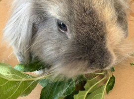 Adorable girl seeking home