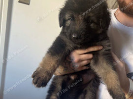 German Shepherd Caucasian Shepherd Swiss Shepherd Puppys