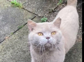 Beautiful lilac bsh gccf active male pfd and pra clear needs to go open to offers