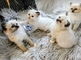 Ragdoll Kittens