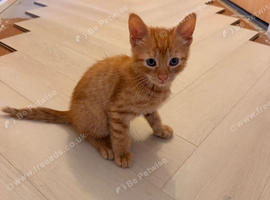 Ginger kitten