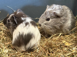 Last three Baby Male Guinea Pigs for sale