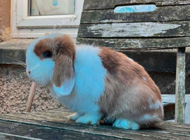 Beautiful Adult Mini Lop