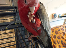 Gala cockatoo