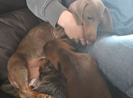2 beautiful shi Zu cross dachshund puppies