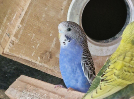 Budgies for sale
