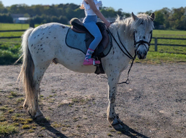 Gorgeous appaloosa cross gelding