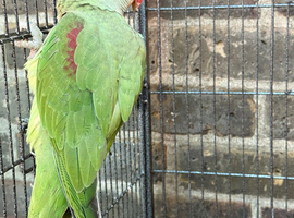 Alexandrine parrot