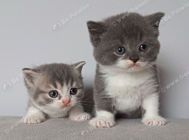 Gorgeous pedigree kittens