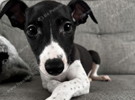 Last stunning black & white boy