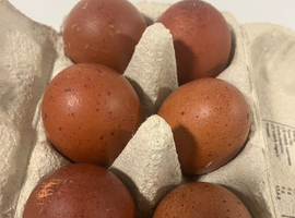 Copper marran x cream legbar hatching eggs